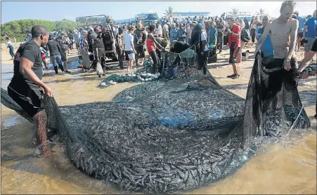  ?? Picture: THULI DLAMINI ?? SILVER HARVEST: Hundreds cash in on sardines netted at St Michael’s Beach on the KwaZulu-Natal south coast