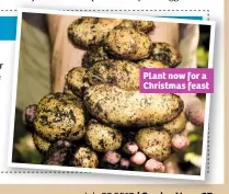 ??  ?? Plant now for a Christmas feast
