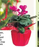  ??  ?? The cyclamen, right, is a great choice for brightenin­g up a cooler spot such as a porch. And keep watering your Christmas tree to avoid drooping branches