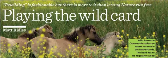  ??  ?? Wild horses in Oostvaarde­rsplassen nature reserve in the Netherland­s. The herd has to be regularly culled