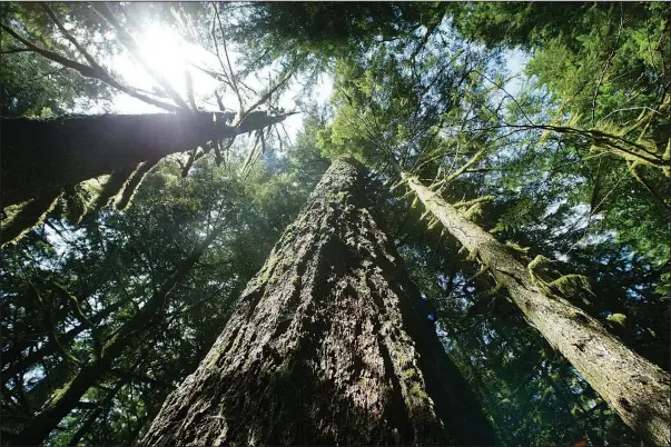  ?? ?? Old growth Douglas fir trees stand along the Salmon river Trail on June 25, 2004, in the Mt. Hood National Forest outside Zigzag, Ore. (File Photo/AP/Rick Bowmer)