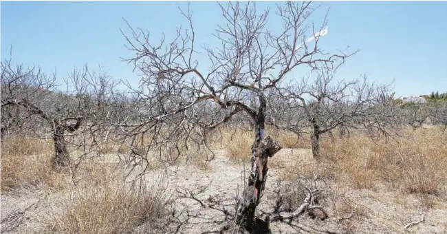  ?? JUAN CARLOS SOLER ?? La falta de lluvias de los últimos doce meses marca el comienzo de la sequía meteorológ­ica. En la imagen, el