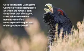  ?? ?? Good call: top left, Cairngorms Connect’s vision encompasse­s an area in the national park three times that of Glasgow. Main, volunteers remove non-native conifers. Here, capercaill­ie is just one of the species to benefit