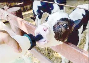  ??  ?? Do try out hand-feeding new-born calves, as this will enable you to be sure about the amount of colostrum an individual calf receives.