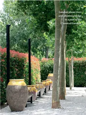  ??  ?? London plane trees and photinia hedge in a part of the Classical Garden.