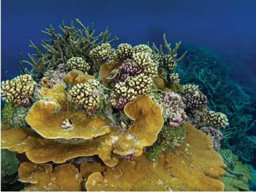  ?? Ian Shive / USFWS ?? A reef in the Palmyra Atoll National Wildlife Refuge, which is part of the larger Pacific Remote Islands Marine National Monument.