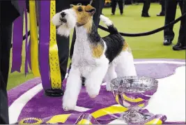  ?? Frank Franklin II The Associated Press ?? King, a wire fox terrier, wins best in show on Tuesday at the 143rd Westminste­r Kennel Club Dog Show at Madison Square Garden in New York.