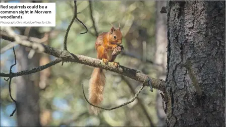  ?? Photograph: Chris Aldridge/Trees for Life. ?? Red squirrels could be a common sight in Morvern woodlands.