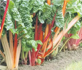  ?? ?? Swiss chard stems come in some wildly vibrant colours
Picture: Alamy/PA