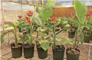  ?? [PHOTO PROVIDED] ?? Miss Oklahoma Canna Rhizomes are shown eight weeks after a product created by Xplosafe was applied as a fertilizer.