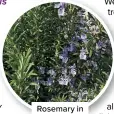  ?? ?? Rosemary in herb bed