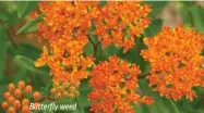  ??  ?? Butterfly weed