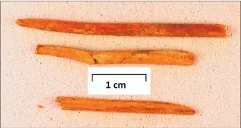  ?? Photo / Supplied ?? A rare find during expressway earth works the teeth of a pre-European ceremonial wooden comb.