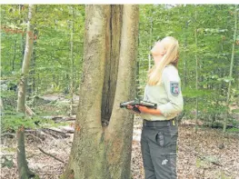  ?? FOTO: MARLENE BÖMER/DPA ?? Försterin Anna-Maria Hille entscheide­t, wo welche Bäume neu gepflanzt werden sollen.