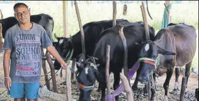  ?? HT PHOTO ?? Rajendra Patel, 50, the sole breadwinne­r in his family, got two cows from his fatherinla­w after the factory where he worked shut down. In 18 months, his cattle count went up to seven, with earnings now at ₹25,000 a month.