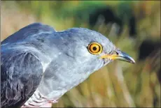  ?? Photo Chris Southall. ?? The cuckoo is featured in the bird report.