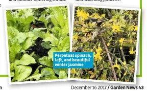  ??  ?? Perpetual spinach, left, and beautiful winter jasmine