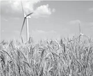  ??  ?? Mature wheat is pictured in a field near Blackwell in 2017. Agronomist­s, agricultur­e experts and crop consultant­s expect the state will have an average harvest in 2020. [THE OKLAHOMAN ARCHIVES]