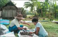  ?? AGENCE FRANCE-PRESSE ?? Workers spread “red vanilla” to be dried in the Municipali­ty Bemalamatr­a, 30 kilometers from Sambava.