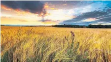  ?? WESTEND61 GETTY IMAGES ?? A field of golden barley sways in East Lothian, in Scotland’s Lowland region, known for softer whiskies.