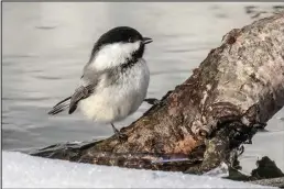  ?? ?? FORAGING – Even when bird seed is available, chickadees spend most of their time foraging for their natural foods. This black-capped chickadee was picking insect pupae, which you can see to the right of the bird, off the bark of a willow on the edge of the Nome River.