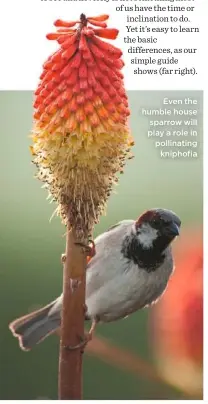  ??  ?? Even the humble house sparrow will play a role in pollinatin­g kniphofia