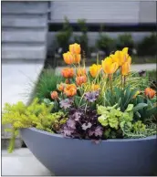  ??  ?? STOOPS Design has landed on a timely idea, bringing seasonal arrangemen­ts to porches and entryways—some of the few safe places to watch the world go by these days. Left to right: the company’s basket containers bring a breath of spring, evergreens as a scultpural foundation, and this year’s citrus looks.