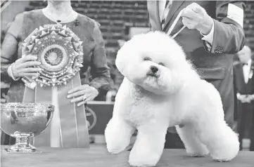  ??  ?? Flynn, a bichon frise and winner of Best In Show poses after winning the 142nd Westminste­r Kennel Club Dog Show in New York. — Reuters photo
