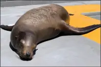  ?? THE MARINE MAMMAL CENTER ?? California sea lion Gilligan takes a well-earned nap after his admission exam at the Marine Mammal Center in Sausalito. Center experts note that Gilligan is very active, shows appropriat­e cognitive awareness and strong vocalizati­on patterns — all positive signs.