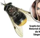  ??  ?? Scaptia beyonceae: Das goldene Hinterteil der Pferdebrem­se ließ die Wissenscha­ftler an die Sängerin im Kostüm denken