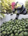  ??  ?? Exorbitant­e. Del 22 al 26 de mayo, el kilogramo de aguacate registró alzas de casi 90 pesos.