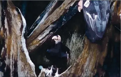  ?? COURTESY OF VENTANA WILDLIFE SOCIETY ?? Redwood Queen, center, watches over her egg with her mate, Phoenix, right, in a charred redwood tree in Big Sur.