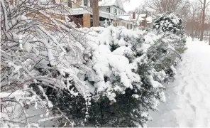  ?? BETH BOTTS/MORTON ARBORETUM ?? Evergreens next to sidewalks are especially vulnerable to damage from salt or other ice-melting chemicals in winter. To protect plants, use ice melters thoughtful­ly and sparingly.