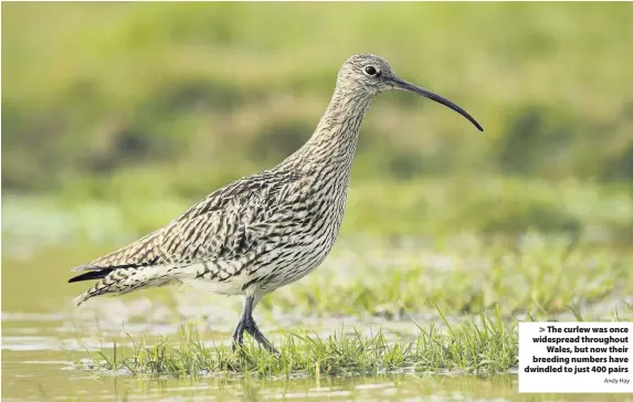  ?? Andy Hay ?? > The curlew was once widespread throughout Wales, but now their breeding numbers have dwindled to just 400 pairs
