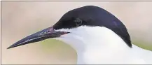  ?? Contribute­d photo / U.S. Fish and Wildlife Service ?? A roseate tern.