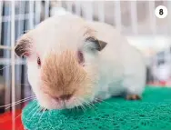  ??  ?? 8. American Himalayan Cavy 8