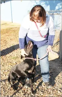  ?? Brodie Johnson • Times-Herald ?? The Forrest City Area Humane Society is currently searching for good homes for pets as their numbers increase. Ruth Ann Vowan, a volunteer with the FCAHS, puts a leash on Milo, a lab mix, to go walking.