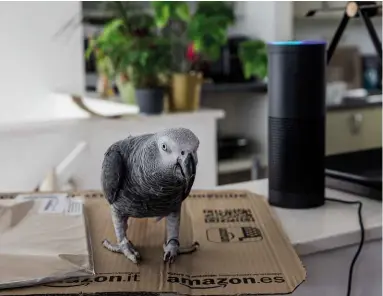  ??  ?? ABOVE: Corienne Pretorius’s African grey parrot Buddy, who succeeded in placing an order using Amazon’s Alexa software.