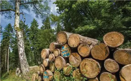  ?? Foto: Michael Reichel/dpa ?? Laut Bericht sind nur noch  Prozent der Bäume in Thüringer Wäldern gesund.