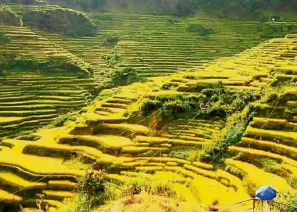  ??  ?? Maligcong rice fields turn golden yellow during harvest season.