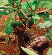  ??  ?? percent of (our) avocados are for export. We try to improve the quality to make sure that what we get from the farmer is 90 percent exportable,” says Kimutai, adding that any that do not make the grade are sold on to oil-processing companies.