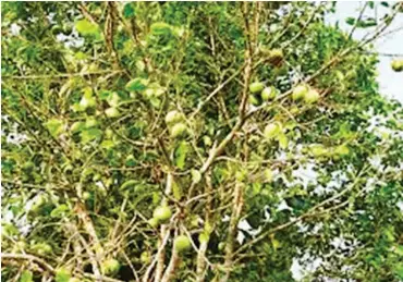  ??  ?? Ogbono tree, with fruits