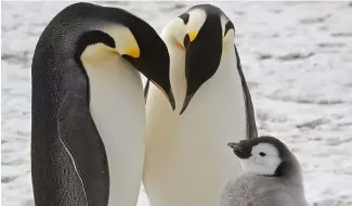  ?? ?? Cette photo non datée fournie par le British Antarctic Survey en janvier 2024 montre des manchots empereurs adultes avec un poussin près de la station de recherche Halley en Antarctiqu­e.