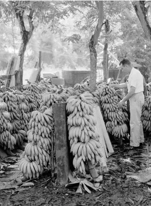  ??  ?? En las págs. anteriores, transporte de bananas en Costa Rica en 1915, en un ferrocarri­l de la United Fruit.