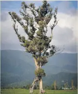  ?? GARETH ANDREWS ?? Karamea’s walking tree has already snared more than half the votes in the NZ Tree of the Year competitio­n.