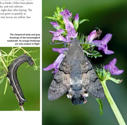  ??  ?? A hummingbir­d hawkmoth caterpilla­r, with its yellowtipp­ed blue horn. The caterpilla­rs tend to be green when first hatched, turning darker as they grow and moult the skin which no longer fits. The chequered body and grey forewings of the hummingbir­d hawkmoth. Its orange hindwings are only evident in flight.