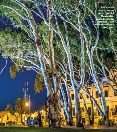  ??  ?? Nell’area del suq si trovano anche i giardiniMe­ndoubia: custodisco­no unbaniano (Ficus benghalens­is) cheha 800 anni.