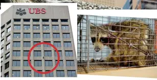  ??  ?? Daredevil: The death-defying raccoon, circled, and later, after his rescue