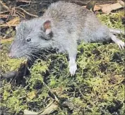  ?? Kevin Rowe Museums Victoria ?? Root-eating island rat