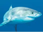  ?? PHOTO D’ARCHIVES ?? En août, la présence d’un grand requin blanc a été signalée au large de Cape Cod.